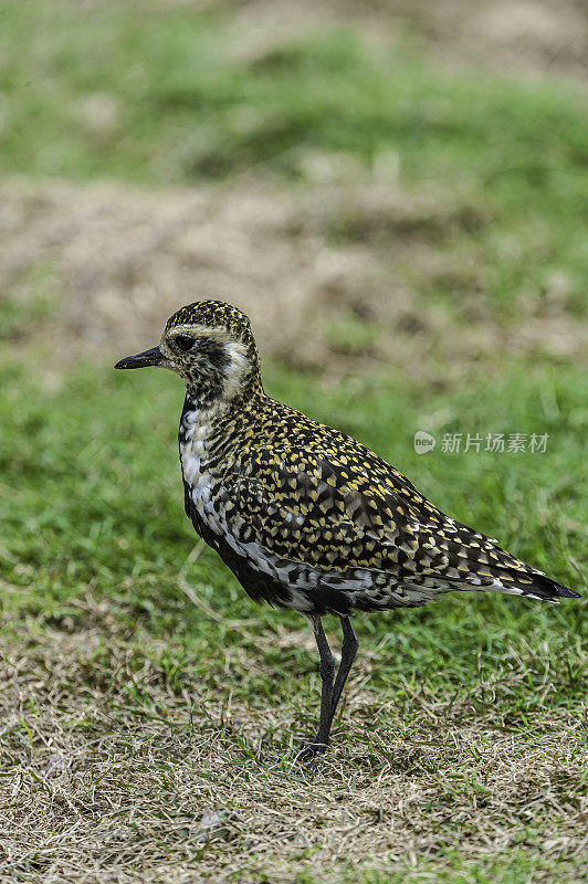 太平洋金鸻(Pluvialis fulva)是一种中型鸻。Papahānaumokuākea海洋国家纪念碑，中途岛，中途岛环礁，夏威夷群岛